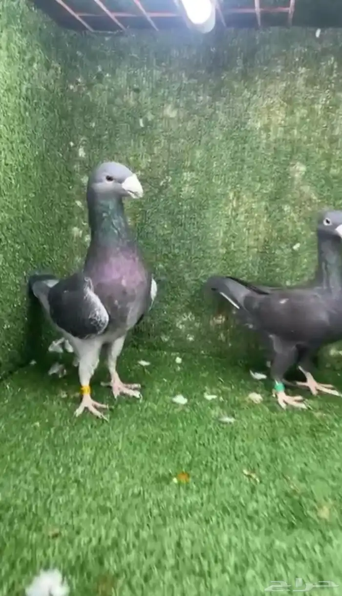 جوز بيوتي هومر 0