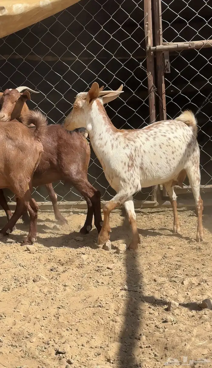 معزا دهم قرايب 3