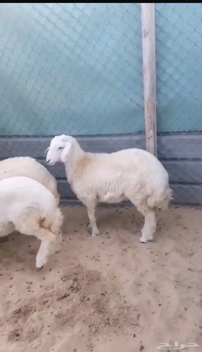 ذبايح حريات 1