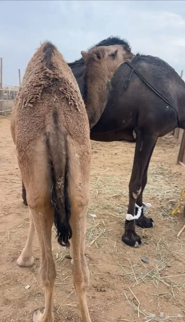 بكره حليب حدر امها مغلقه 2