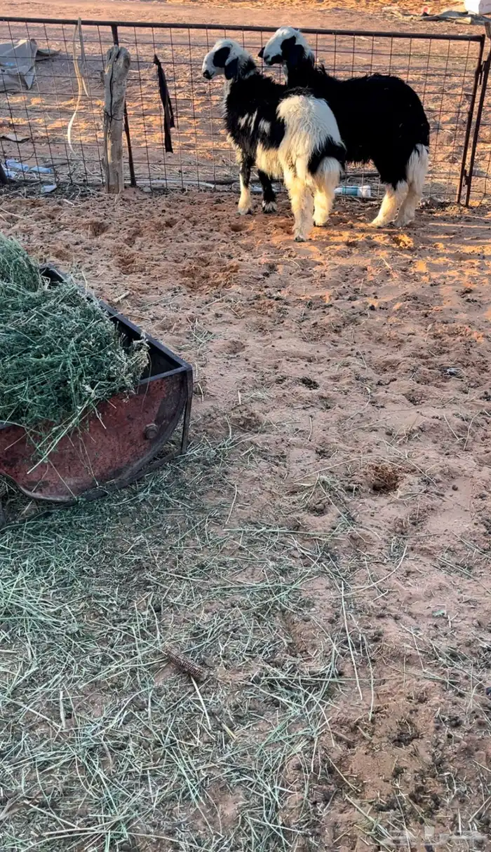 خرفان وتيس وجفره 5