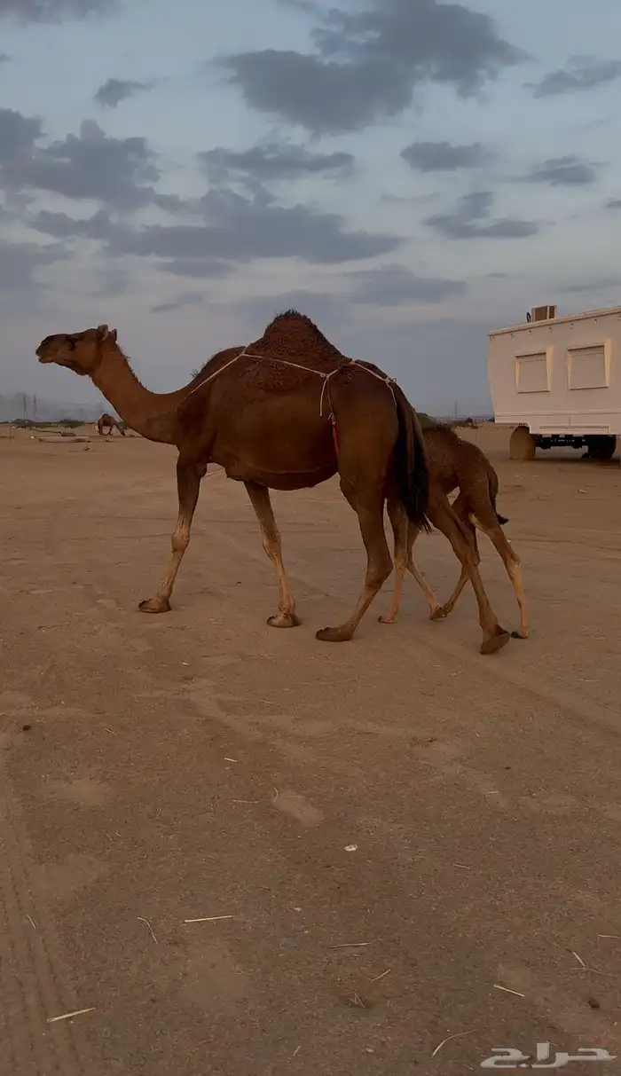 خلفه ساحليه دهما تحتها بكره 4