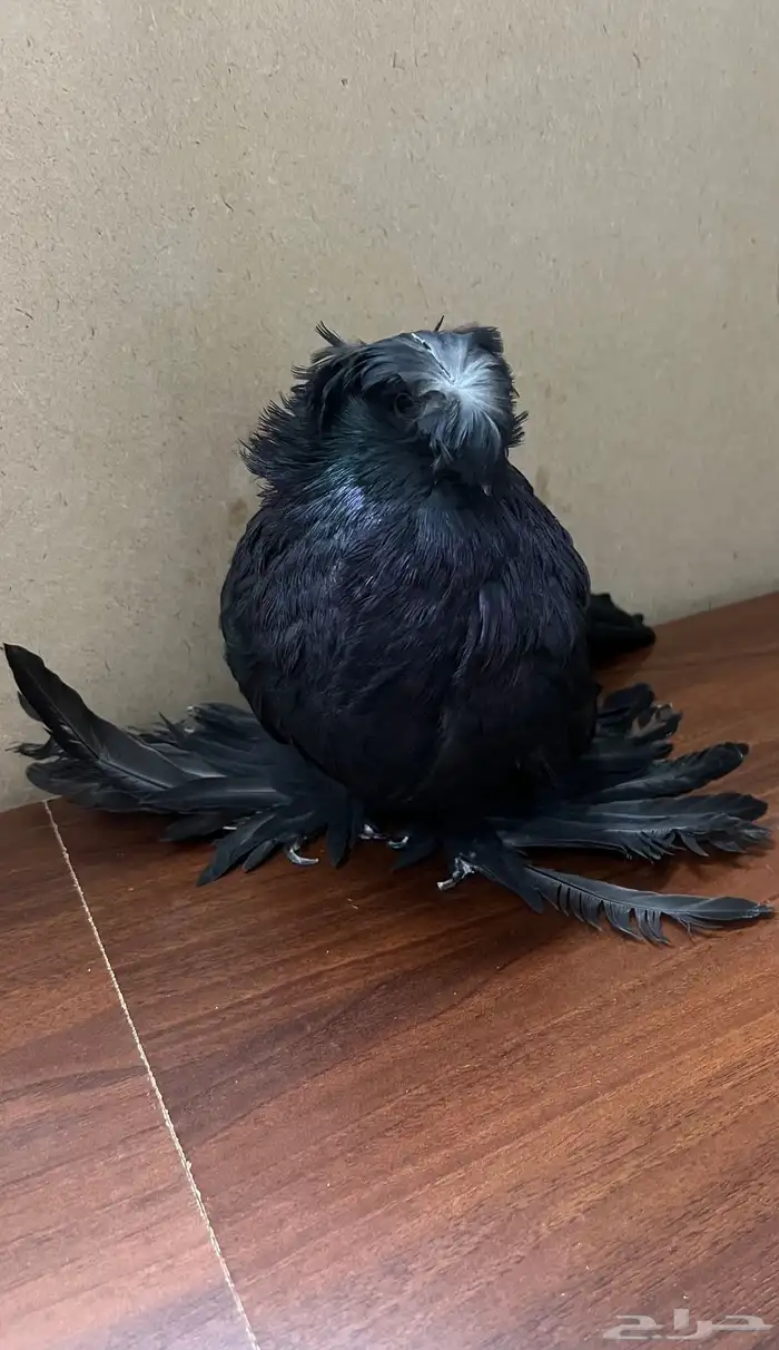 طير بخارى للبيع 1