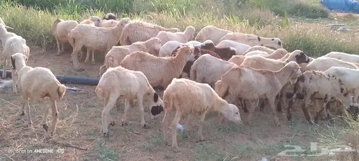 رخال رفيدي من 450 ريال 1