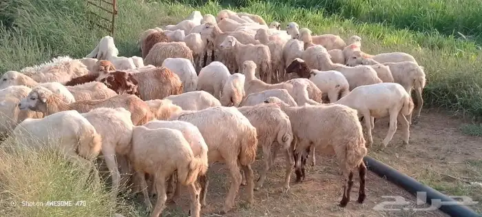 رخال رفيدي من 450 ريال 2