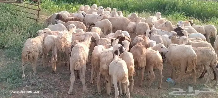 رخال رفيدي من 450 ريال 0