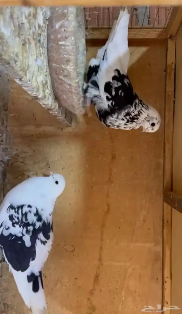 جوز قطيفي نمش 1