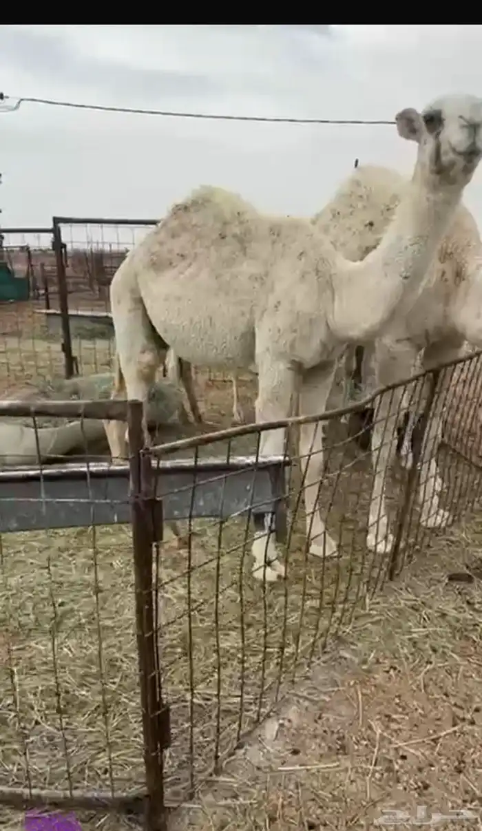 للبيع بكره وقعود ذبح لبنيت 0