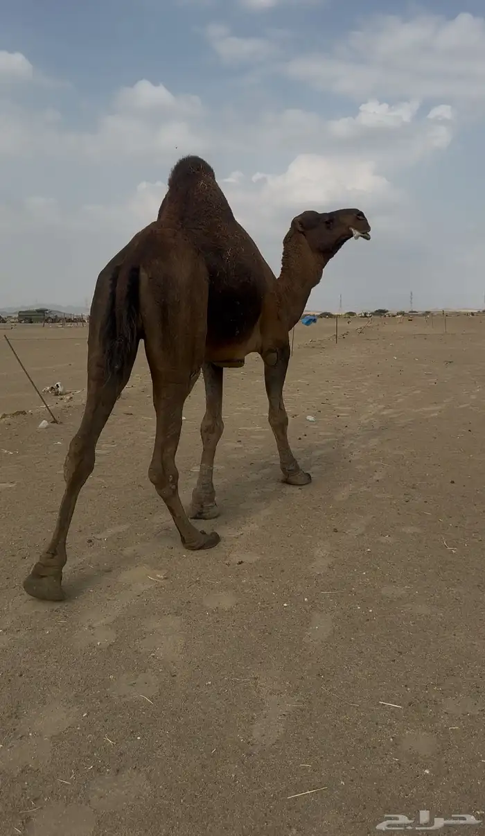 بعير حمر الدهم عكش مشروط 4