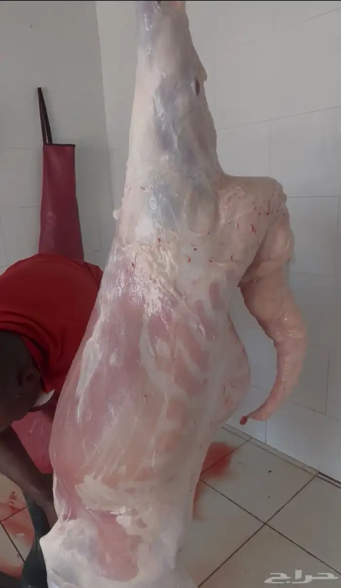 خرفان سواكن مخص اه تربيه شرق خميس مشيط 0