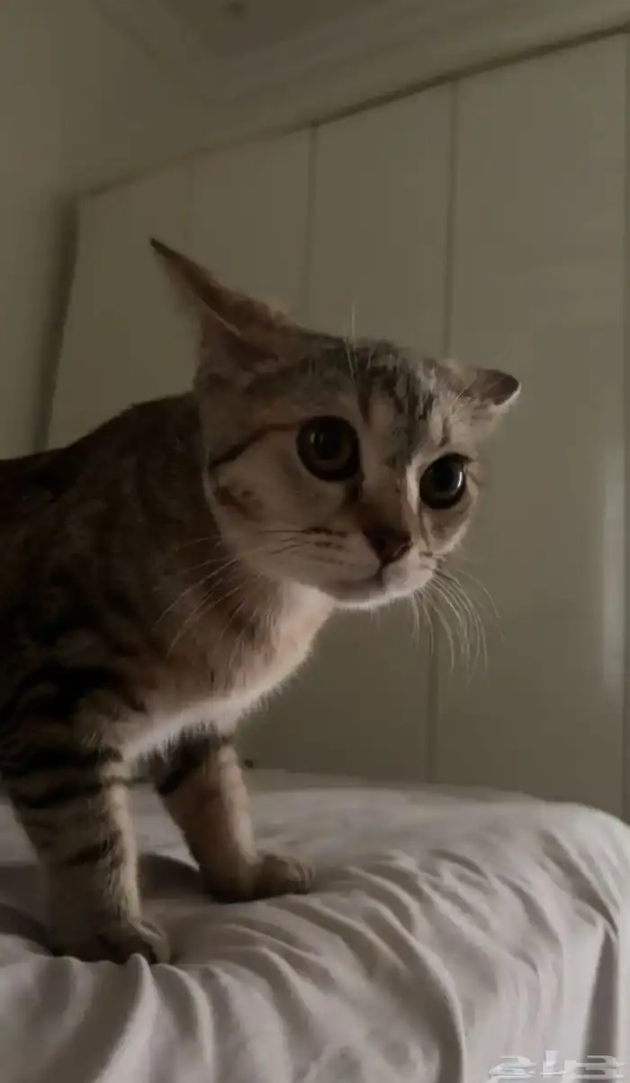 قطه للتبني 0