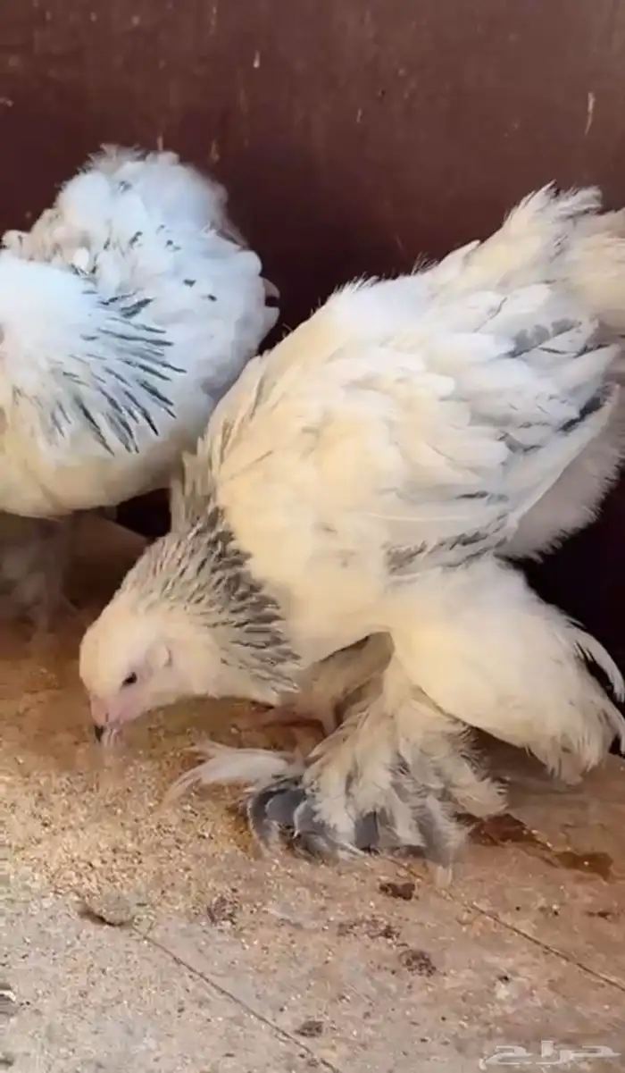 صواصي. براهما. 0