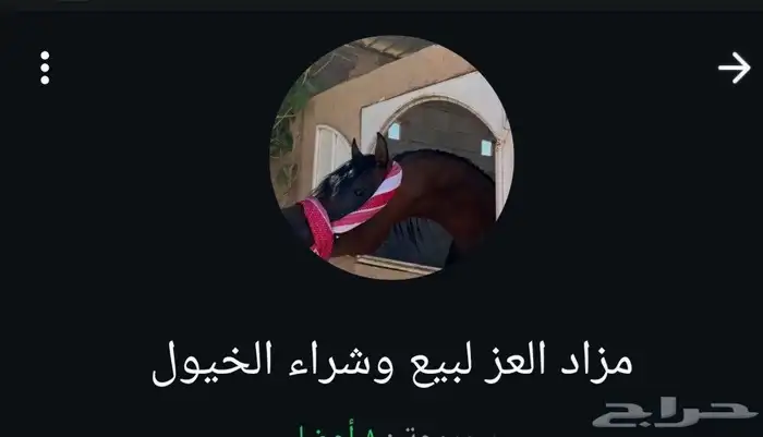 جروب وتساب مزاد لبيع الخيول اللي يبغى يخش المزاد حياه الله 0