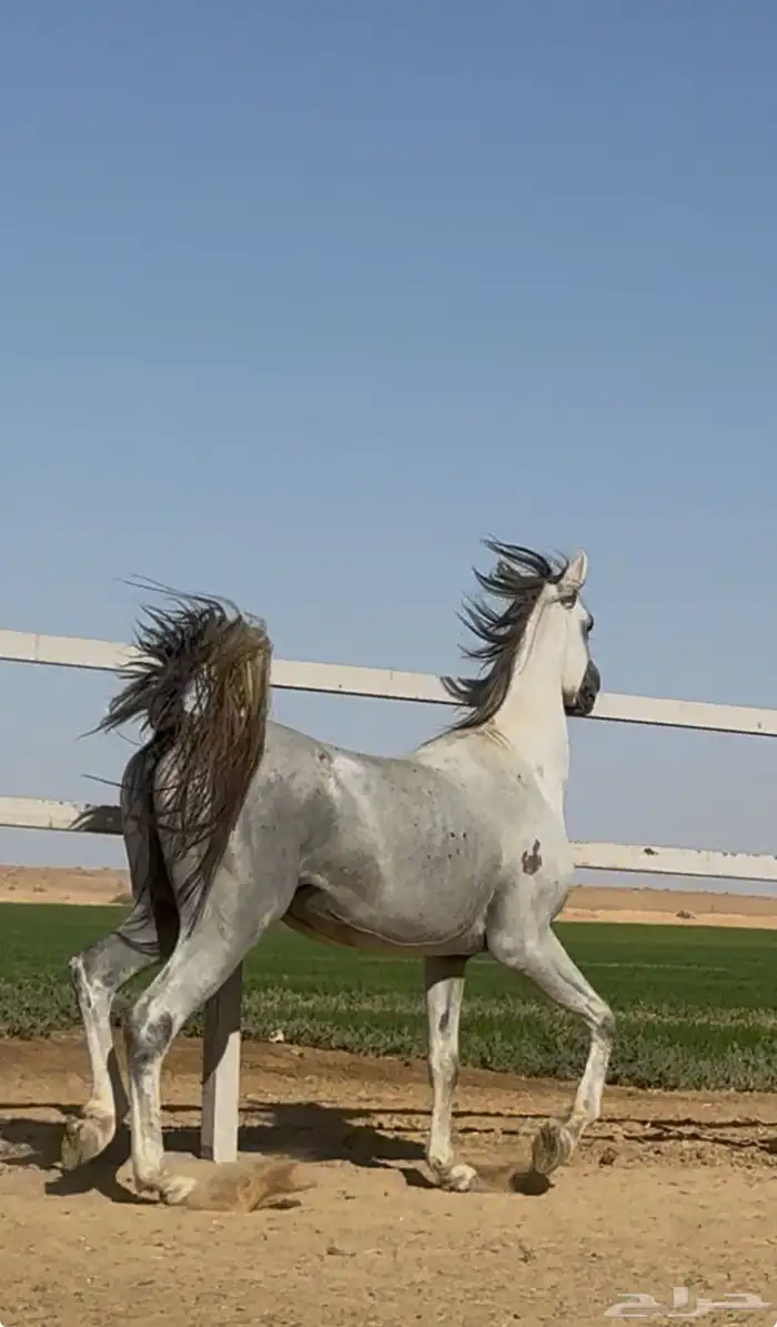 الحصان للبيع 1