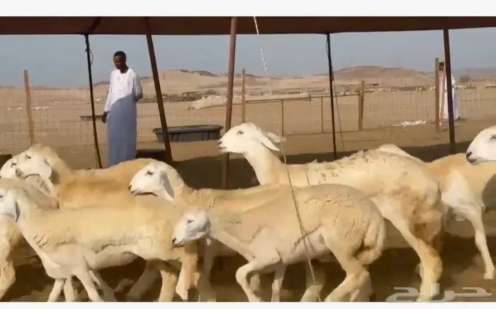 غنم حريات رخال 1