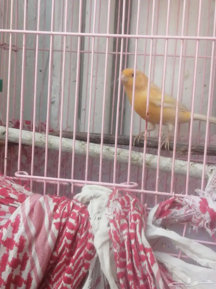 3ذكور كنار 8