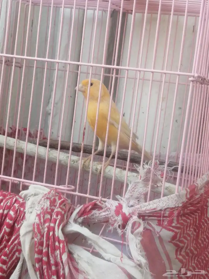 3ذكور كنار 4