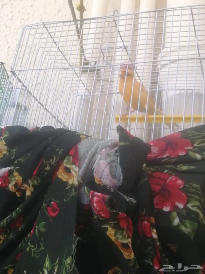 3ذكور كنار 0