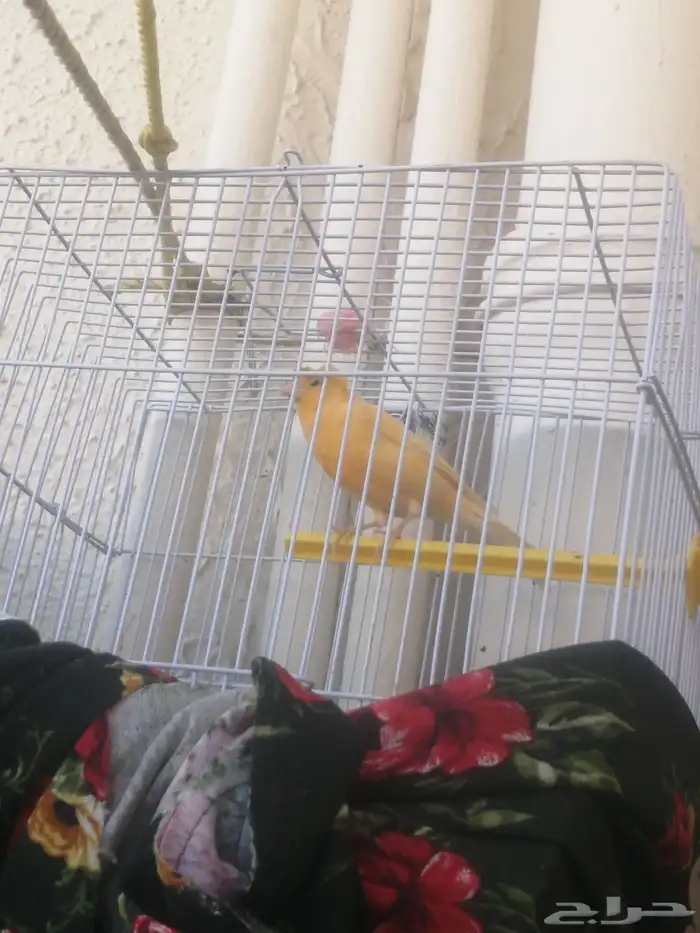 3ذكور كنار 7