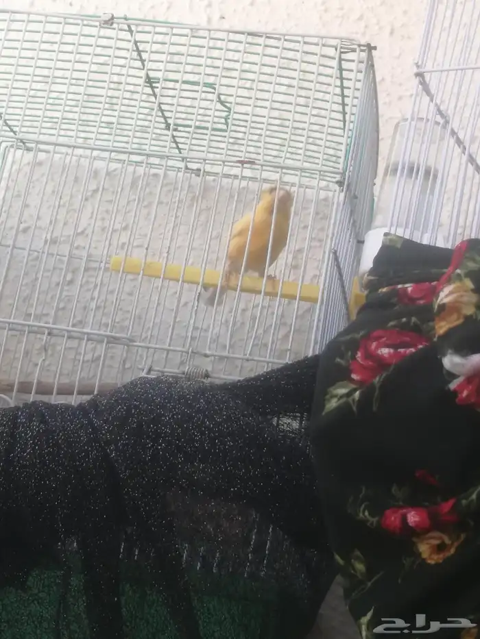 3ذكور كنار 3