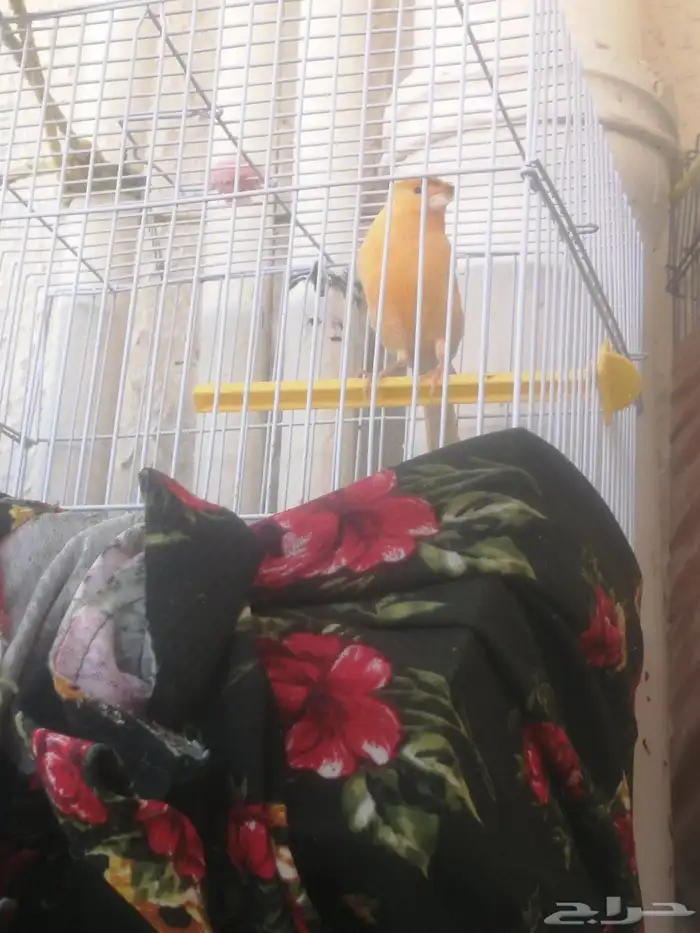 3ذكور كنار 5