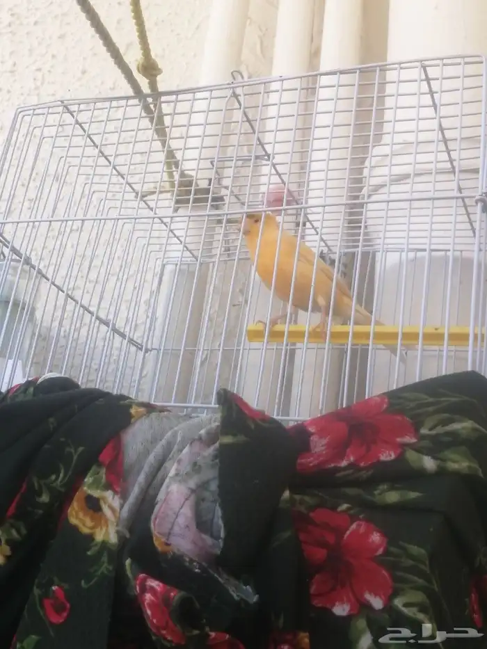 3ذكور كنار 1