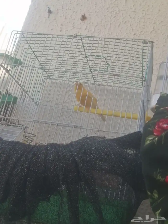 3ذكور كنار 2