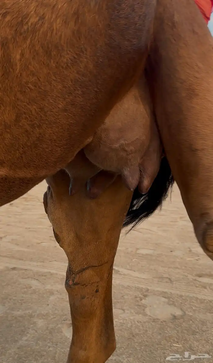 خلفه ساحليه دهما تحتها بكره 6