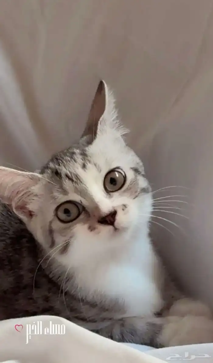 قطة للتبني 0