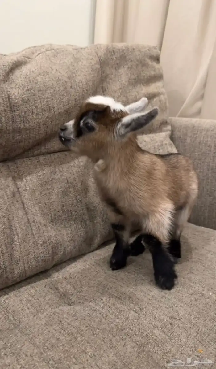 تيس قزم مستوئ ولون حلو 2