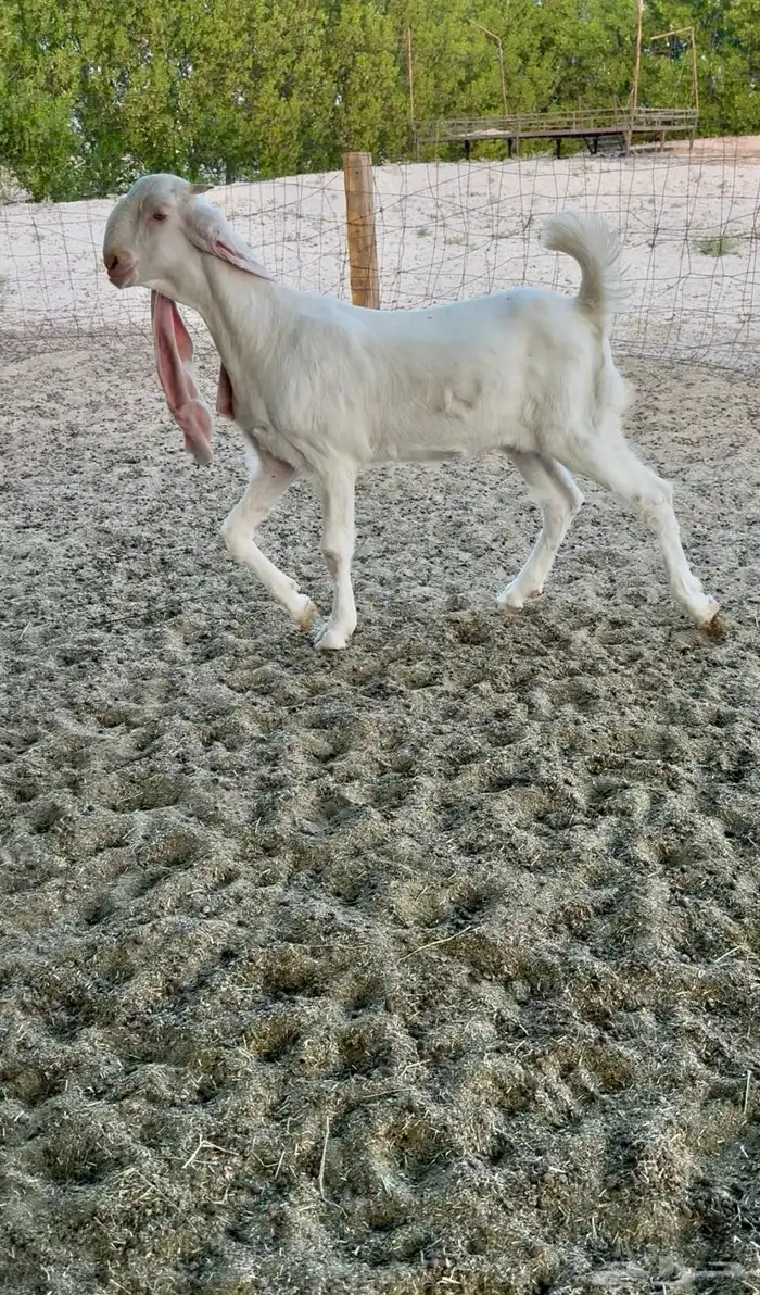 جفره خصم ومعرفه 0