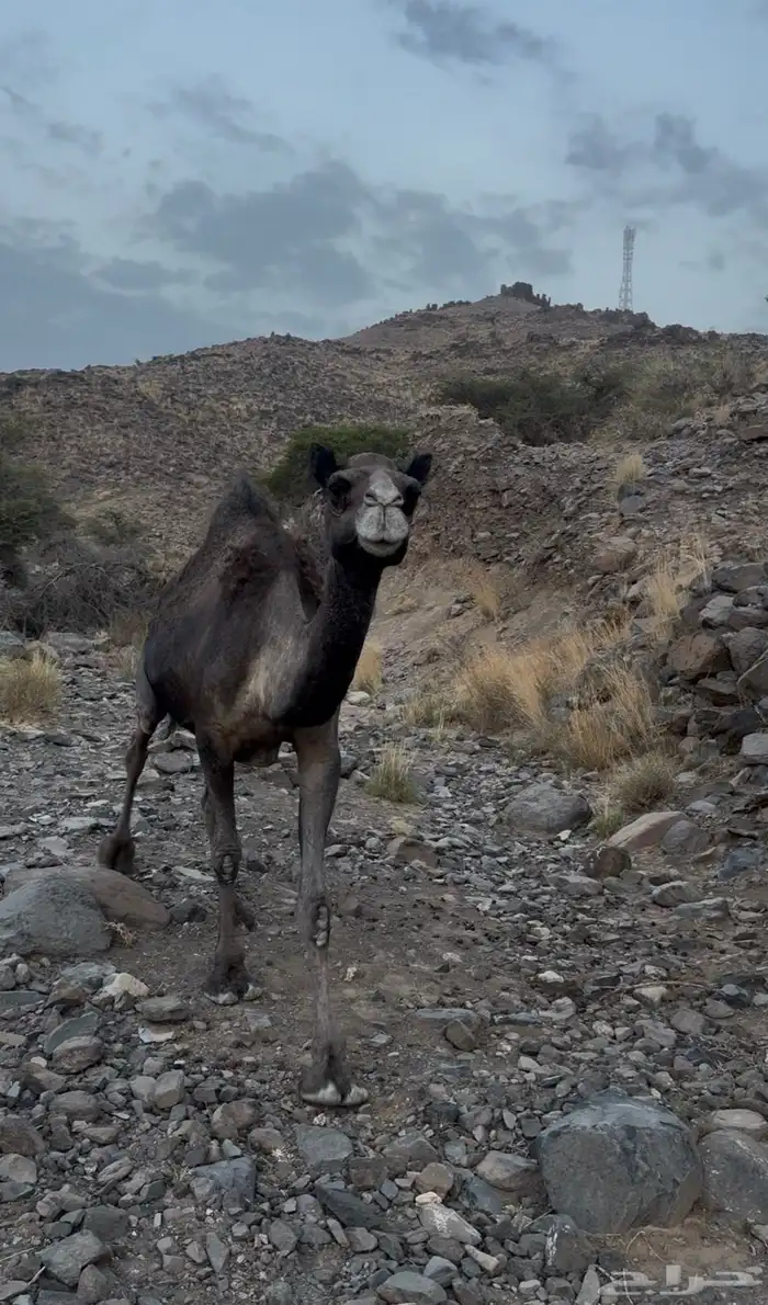 للبيع ماخض بتنتج 2