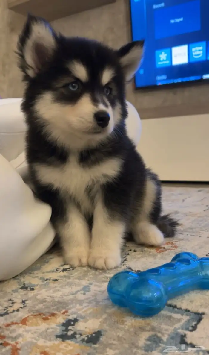 هاسكي انثى عمرها 2 مع جواز ومطعمه ونظيفه وكل اغراضها 0