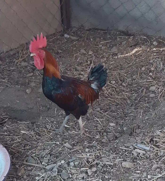 ديك بلدي للبيع 2