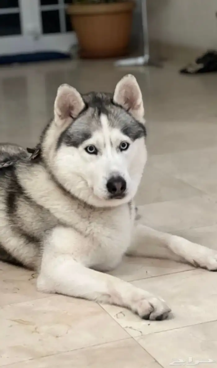 كلب هسكي مفقود و مكافأة مالية لمن يجده 1