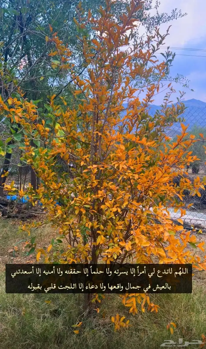 مطلوب مزرعه مساحه 20 0