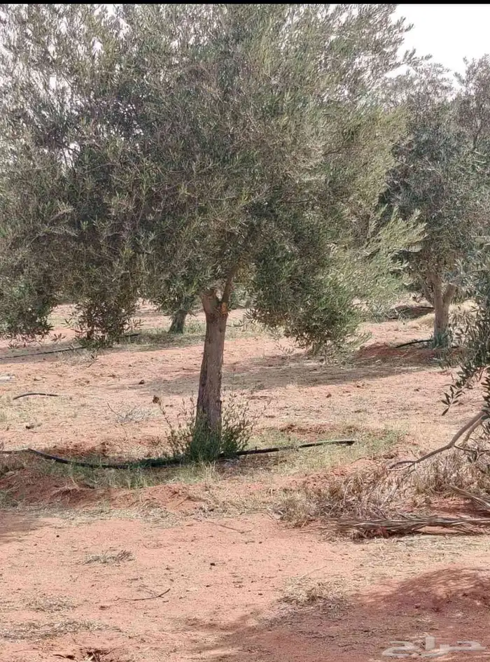 للبيع وتوريد جميع انواع النخيل العربي وزيتون 1