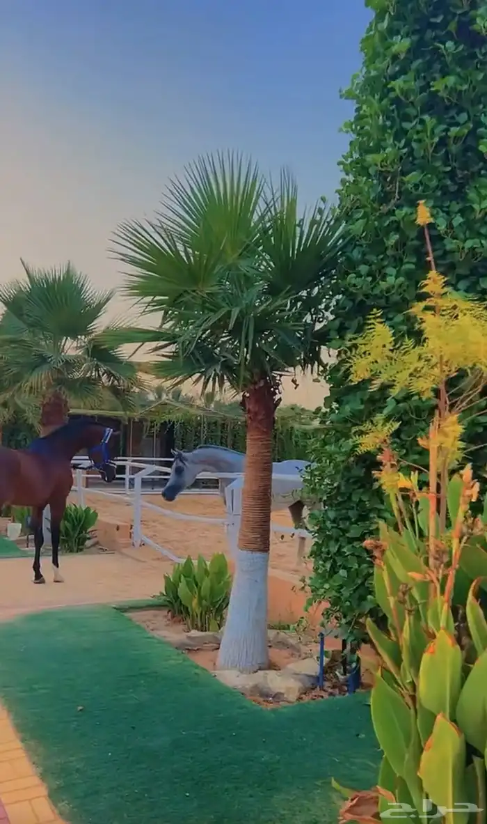 نخيل امريكي زينه نخيل واشنطنيا زينه 18