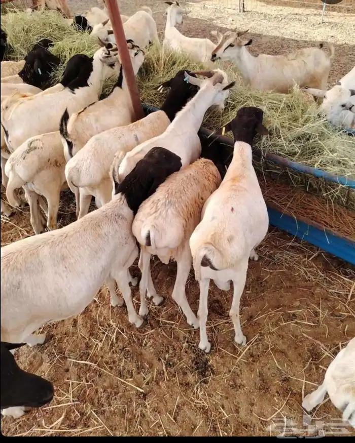 ذبيحتك واصله لبيتك 8