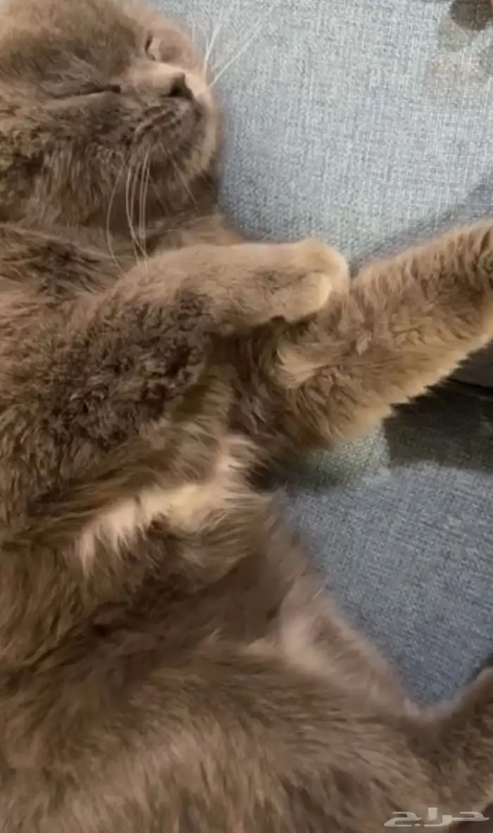 قطه للتبني 0