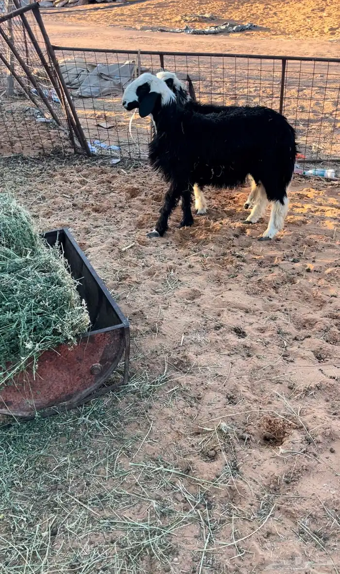 خرفان وتيس وجفره 4