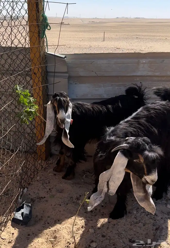 جفار عوارض طيبة 2