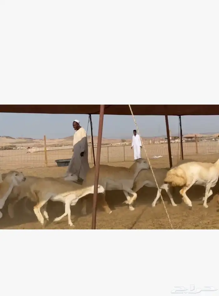 غنم حريات رخال 6