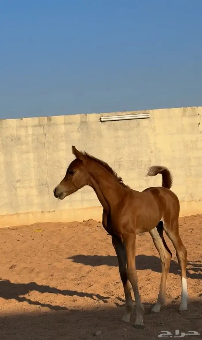 فرس شعبيه للبيع ثنين في واحد معها مهر قطعه طيبه . 5