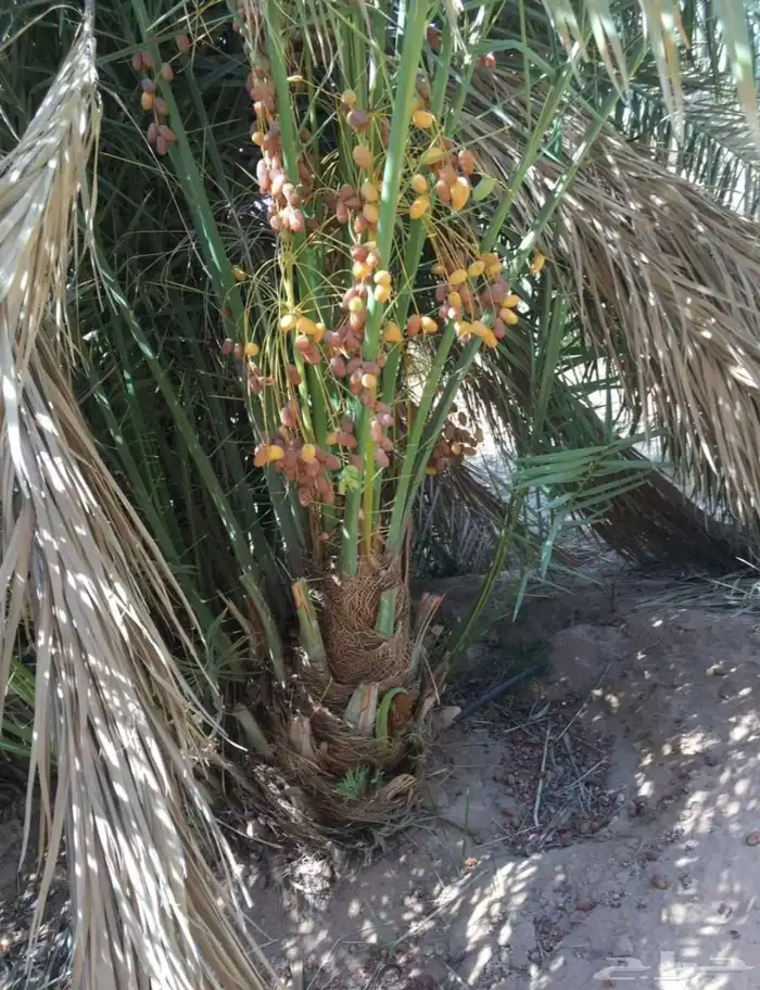 نخيل للبيع العربي والواشنطني لتواصل 6
