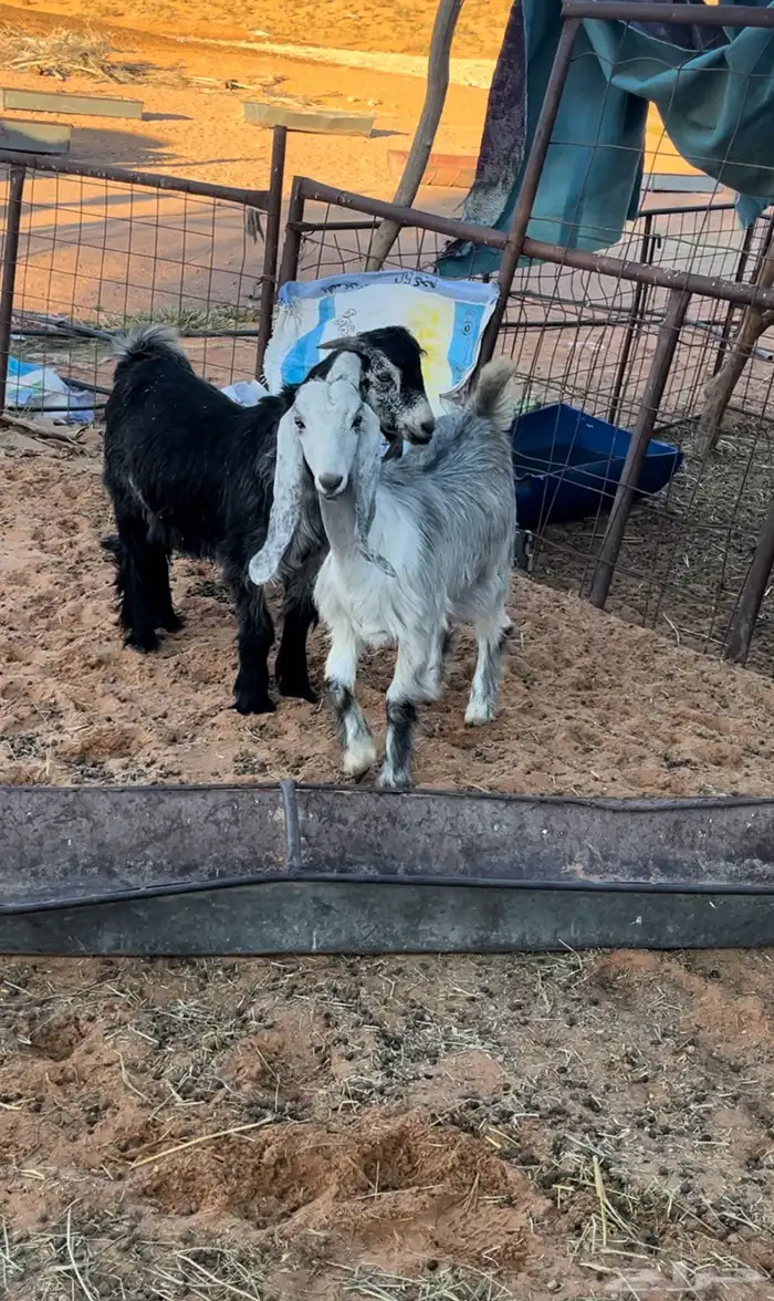 خرفان وتيس وجفره 0