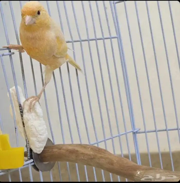 ذكر كناري طفره عيون حمر 0