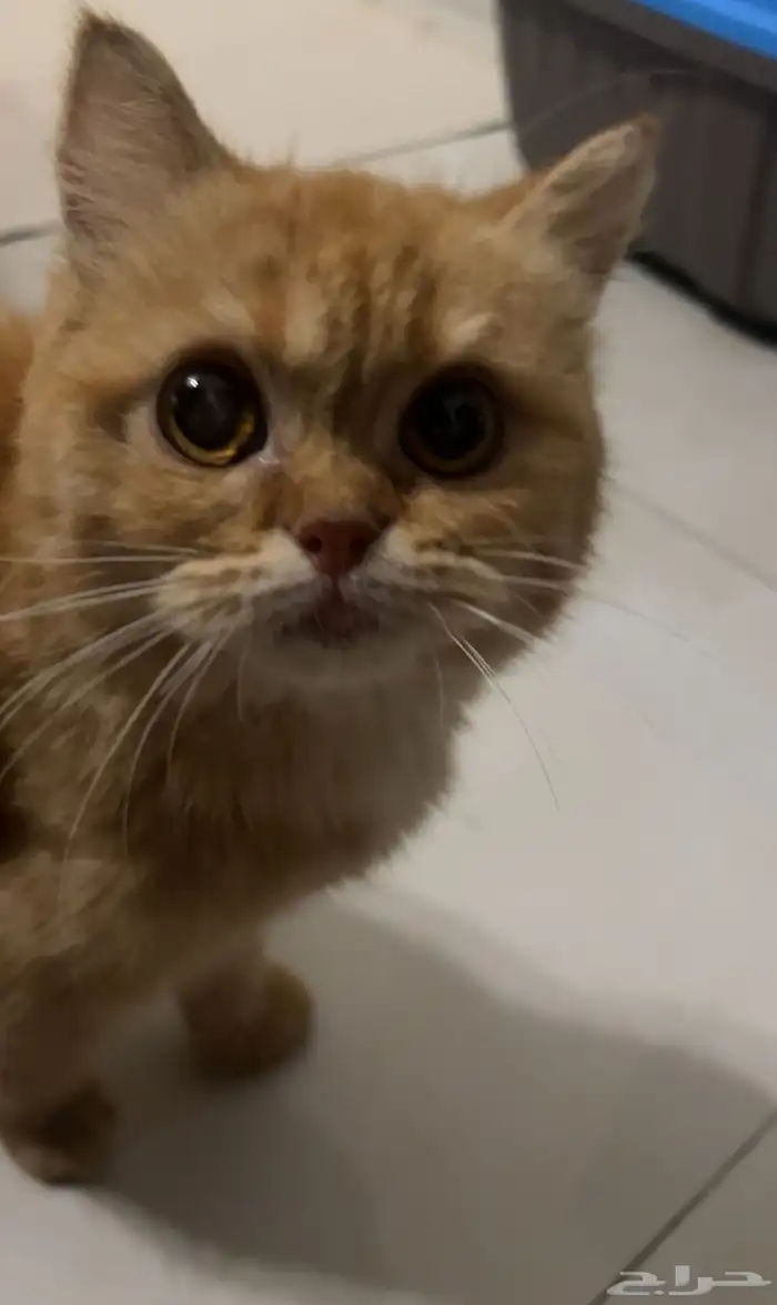 قط ذكر برتقالي 0