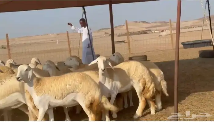 غنم حريات رخال 0