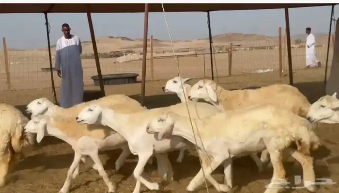 غنم حريات رخال 4